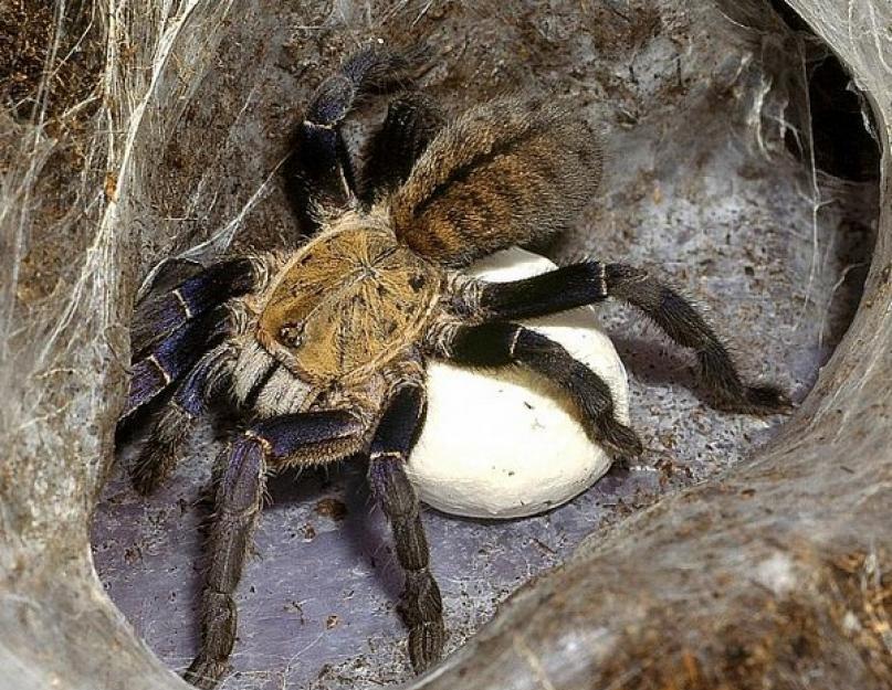 टारेंटयुला मकड़ी क्यों नहीं खाती।  टारेंटयुला एकदम सही पालतू जानवर है।  अलग-अलग मकड़ी के काटने के अलग-अलग लक्षण होते हैं