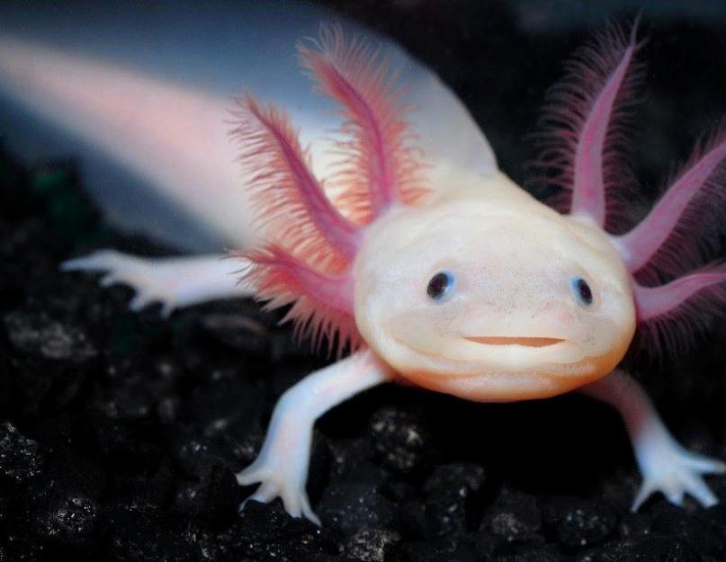 تنين الماء إبسولوتل.  Axolotl (الصورة): تنين مبتسم لا يريد أن يكبر