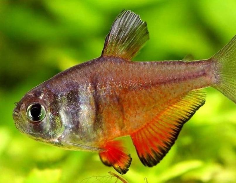 تترا الملكية هي سمكة حوض السمك الفاخرة.  أسماك الزينة تيترا: قطيع مرح في جدران زجاجية أسماك تتراس ملونة