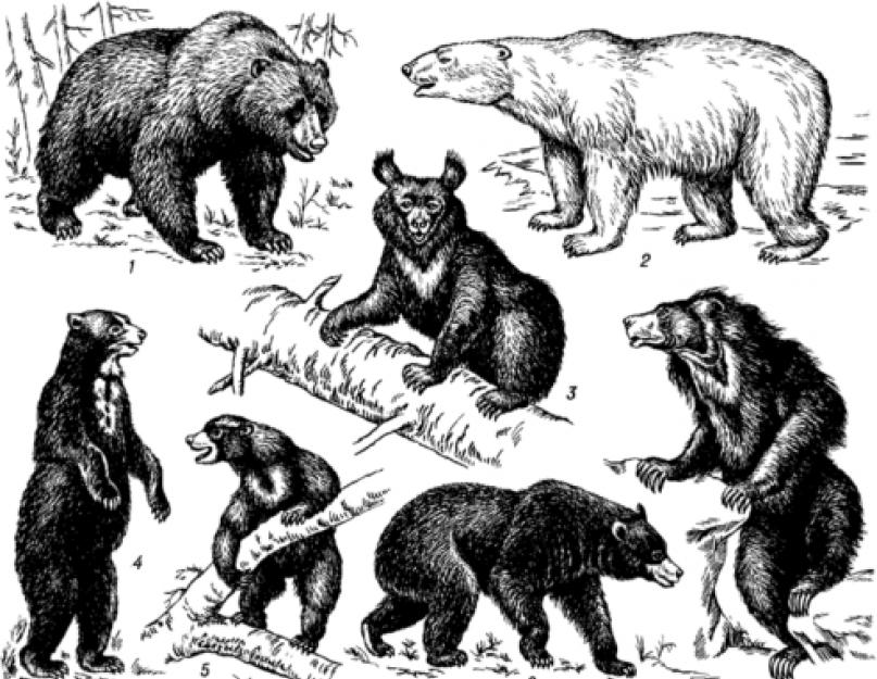 Полная систематика животных таблица с примерами. Систематика животных
