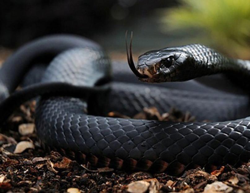 Dél-Amerika leghosszabb kígyója.  A világ legnagyobb kígyói
