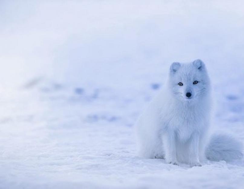 A Déli-sark állatai gyerekeknek.  sarkvidéki állatok.  Északi-sark: állatvilág, a túlélés jellemzői zord éghajlaton.  A Vörös Könyvben szereplő sarkvidéki állatok