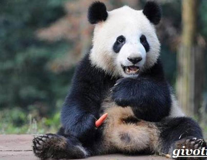 Кто защищает гигантскую панду. Где живет панда, смешной зверек