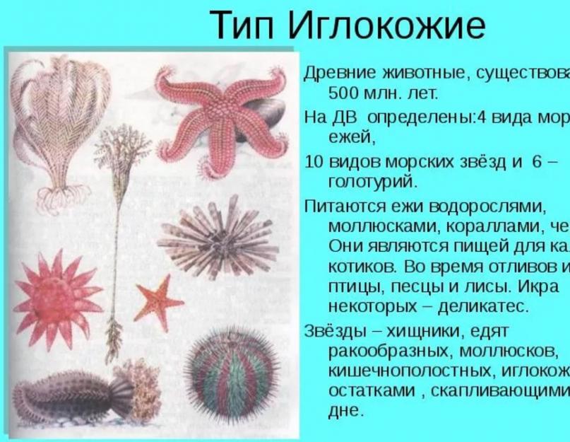 اكتب شوكيات الجلد (Echinodermata): الخصائص العامة.  حقائق مثيرة للاهتمام حول خيار البحر في الصورة ، خيار البحر