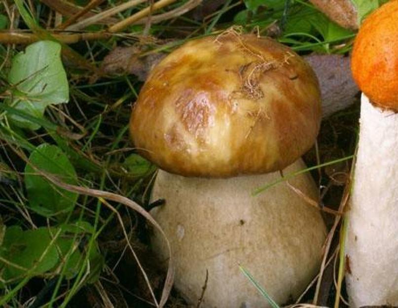 Грибы – это что? Интересные факты о грибах. Съедобные грибы по временам года: для кого найдется место в корзинке весной, летом и осенью Название грибов и как они выглядят