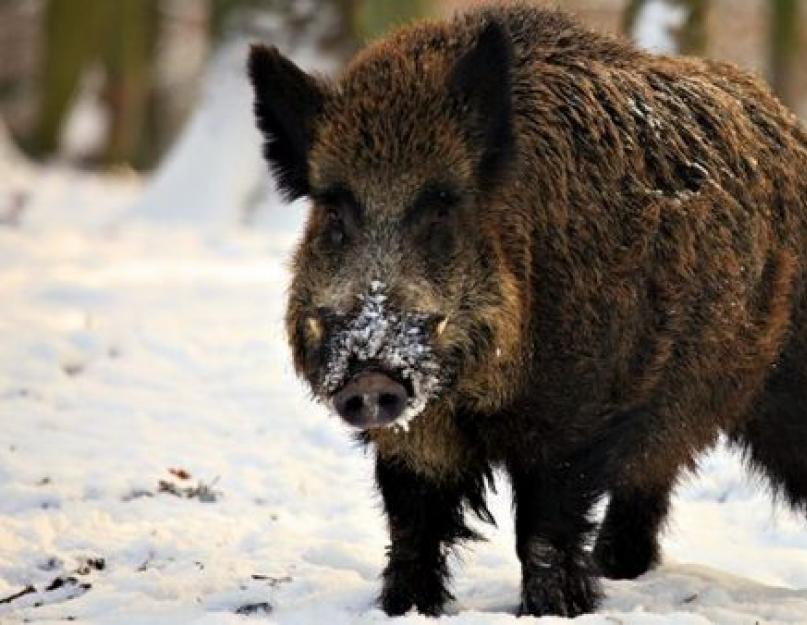 ماذا يأكل الخنزير البري في الطبيعة.  أكبر الخنازير البرية والداجنة في العالم قيمة الخنازير البرية في الطبيعة وحياة الإنسان