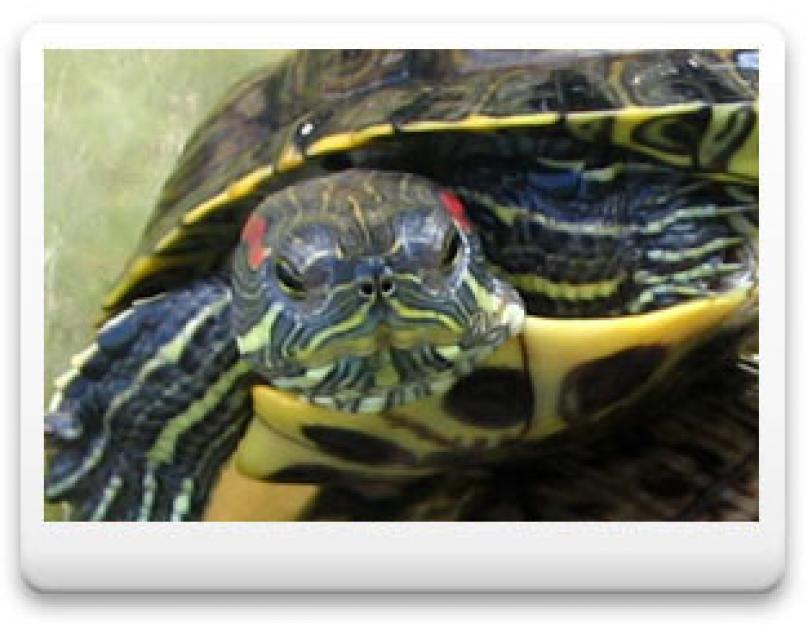 Teknős sárga csíkokkal.  Európai mocsári teknős sárga foltokkal a testén.  Hogyan szaporodnak e faj képviselői?