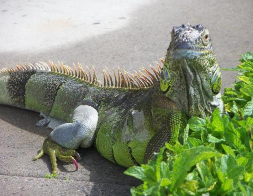 Kur gyvena žalioji iguana?  Paprastoji iguana: struktūra ir buveinė.  Gyvūnų priežiūra