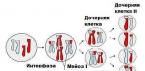 Méiose (17) – La méiose est un type particulier de division cellulaire qui aboutit à la formation de cellules sexuelles.