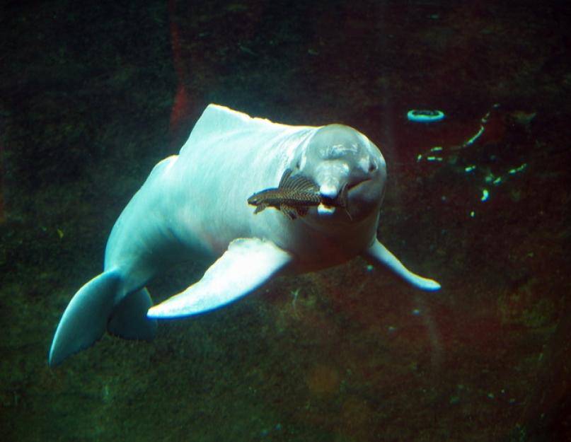 Kínai tavi delfin.  Kínai folyami delfin Nyugati fekete orrszarvú