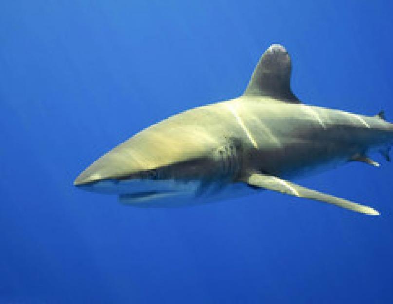 كيف تبدو سمكة القرش الحادة.  القرش الثور (القرش الحاد).  تكاثر أسماك القرش الثور