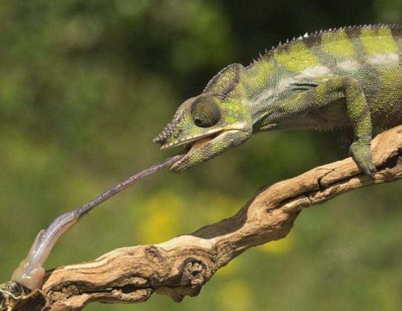 Jemeno chameleonas namuose.  Ką valgo chameleonai, kur jie gyvena, kodėl keičia spalvą.  Naminių gyvūnėlių elgesio ypatumai
