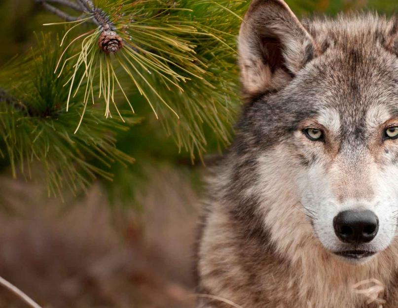 Где можно встретить волка. Волк в дикой природе. Продолжительность жизни волков