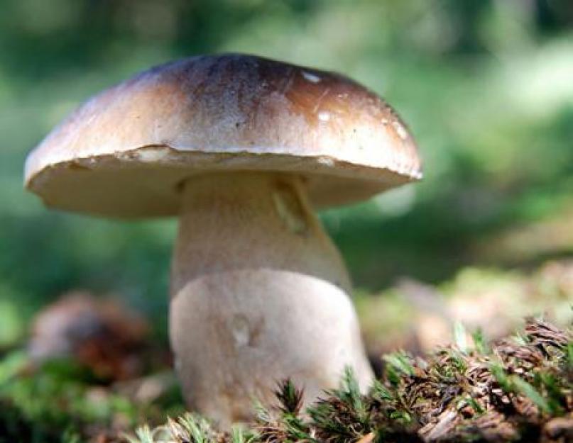 До скольки градусов растут грибы. Как быстро растут грибы в лесу. Календарь роста грибов