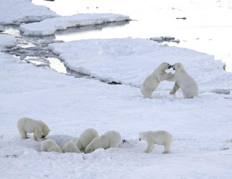 Koks klimatas būdingas Rusijai: arktinis, subarktinis, vidutinio klimato ir subtropinis.  Drėgnas klimatas Kas keičia Žemės klimatą – video
