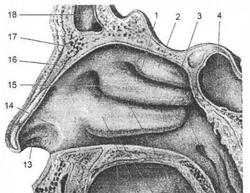 Klinikinė nosies ir paranalinių sinusų anatomija.  Žmogaus nosies sandara – išorinės dalies, vidinės ertmės ir sinusų anatomija diagramose ir nuotraukose