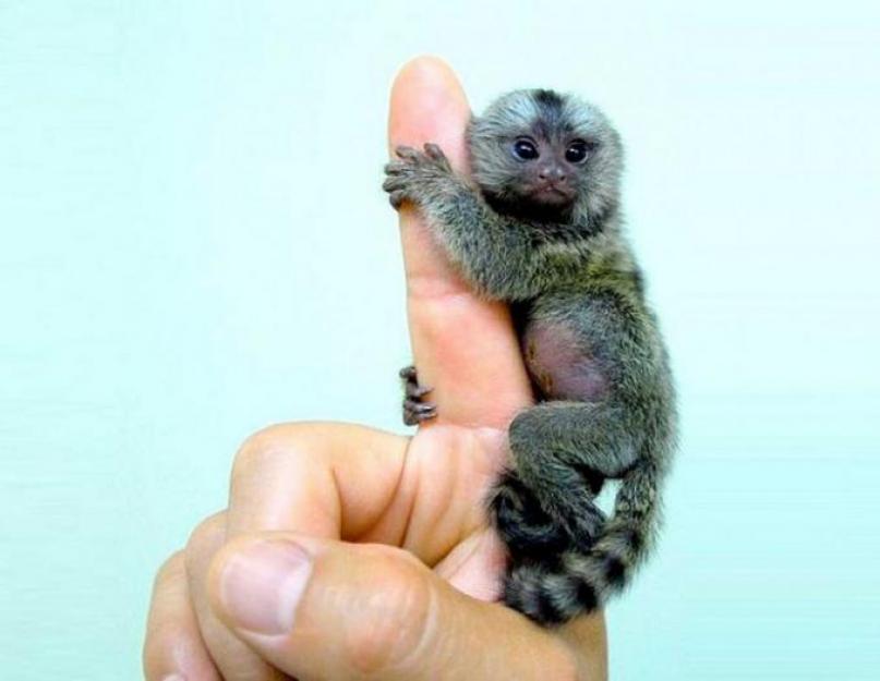 Мармозетка ‒ крошечный примат планеты. Карликовая игрунка Питание карликовой игрунки