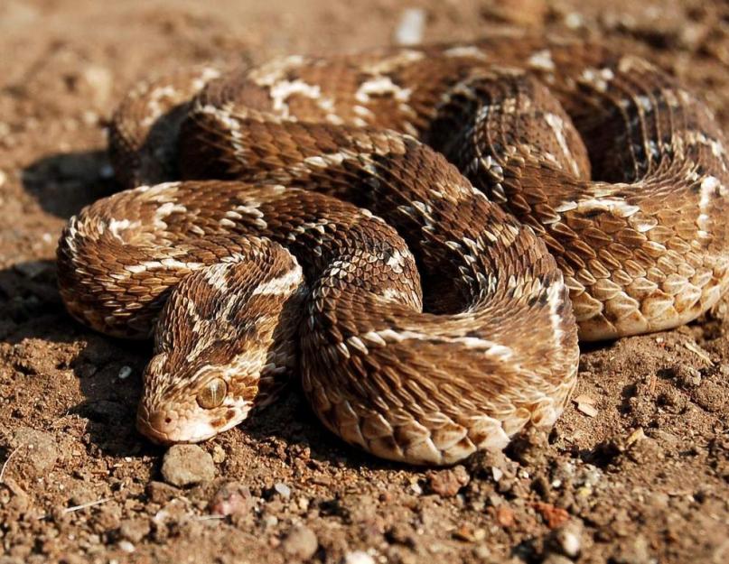 10 самых опасных змей. Самые опасные змеи мира