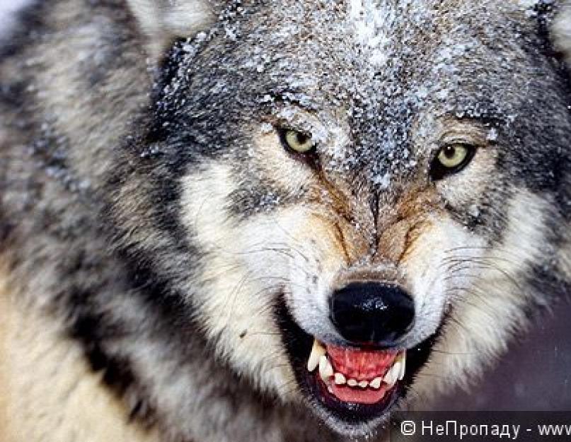 A farkas szokásai a természetben.  Tények a farkasokról és egyedi személyiségükről.  A farkasok párzási időszaka