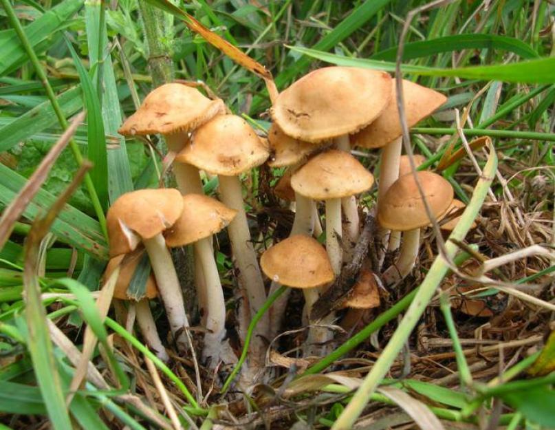 Pečurke ruskih šuma.  Jestive gljive - fotografija i naziv za berača gljiva.  Video - jestive gljive sa opisom