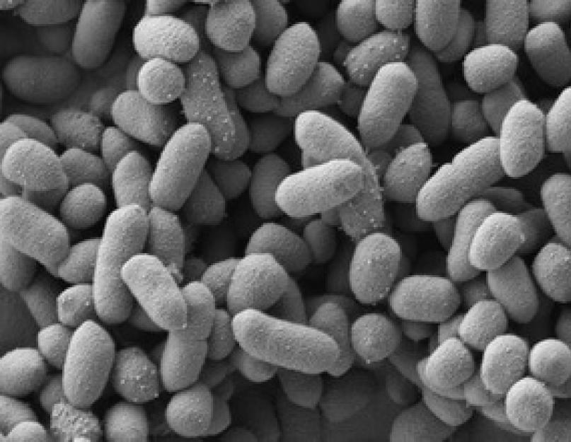 Какие бывают бактерии? Полезные бактерии для кишечника