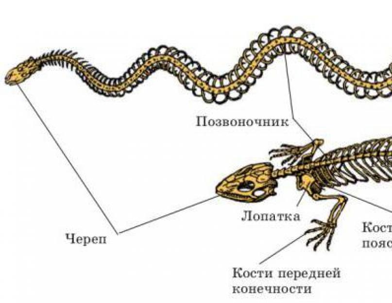 Пресмыкающиеся список