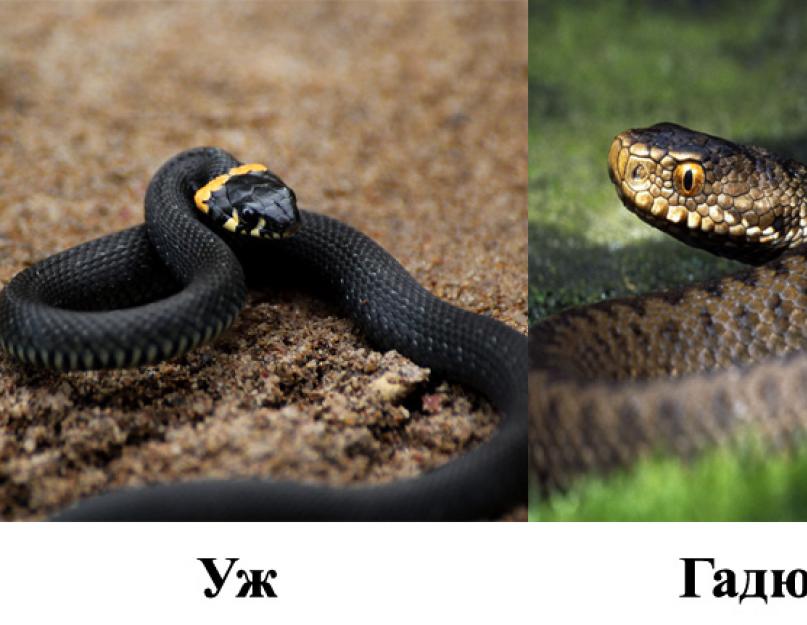 Skirtumas tarp gyvatės ir žalčio.  Senas klausimas: kuo angis skiriasi nuo gyvatės Juodoji gyvatė yra žaltys ar žolinė gyvatė?