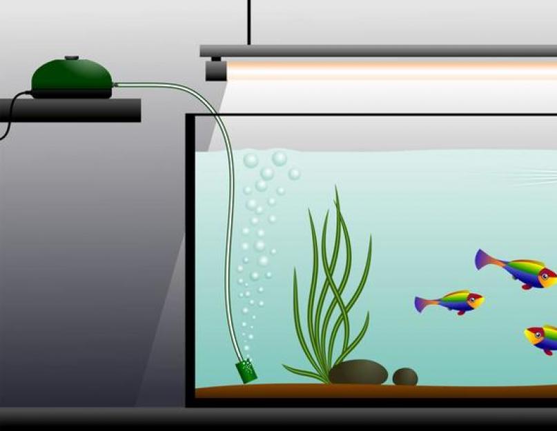एक्वेरियम मछली एक्वेरियम पानी का तापमान तालिका।  एक्वैरियम मछली के लिए इष्टतम तापमान।  क्या मुझे उसी तापमान के पानी के साथ एक्वेरियम में पानी बदलने की ज़रूरत है?
