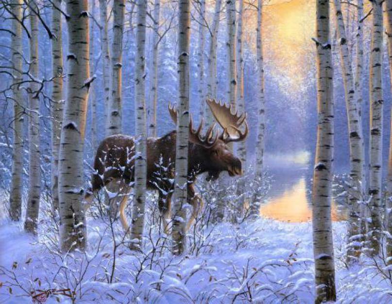 Žiemos miškas.  Mitai ir realybė.  Kaip atskirti žiemos mišką.  Žiemos miško sudėtis