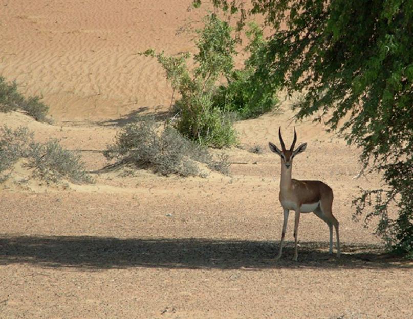 أين أعلى درجة حرارة على الأرض؟  تم الحصول على أعلى وأدنى درجات حرارة في الكون على الأرض