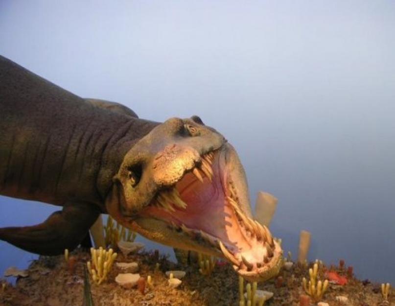 Морские динозавры. Самые большие динозавры, о которых известно науке Какие динозавры жили в воде
