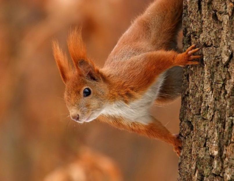 A mókusok rövid leírása gyerekeknek.  közönséges mókus