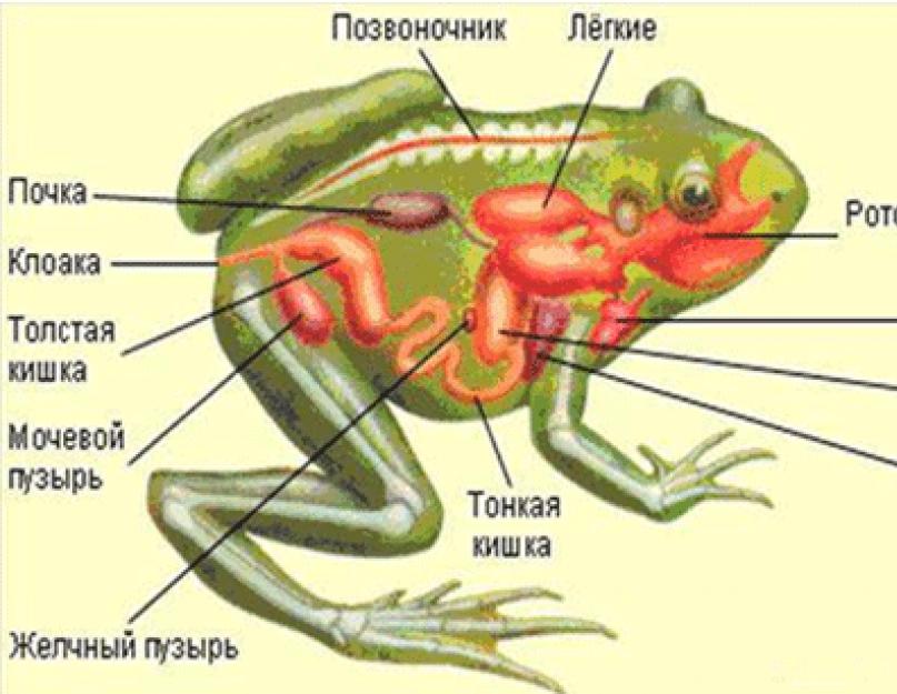 Класс Земноводные. Общая характеристика. Класс земноводные: общая характеристика, особенности, среды обитания Земноводные и пресмыкающиеся