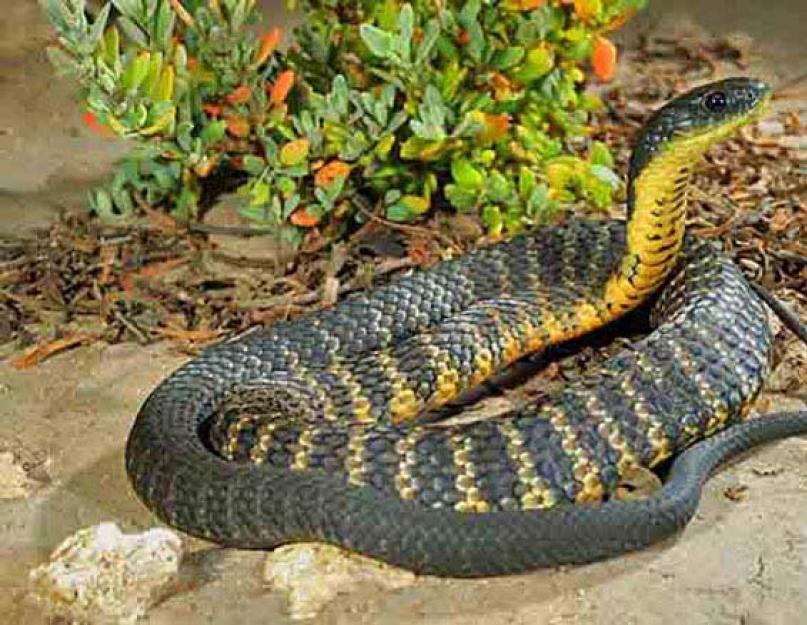 5 самых опасных змей в мире. Самые опасные змеи мира