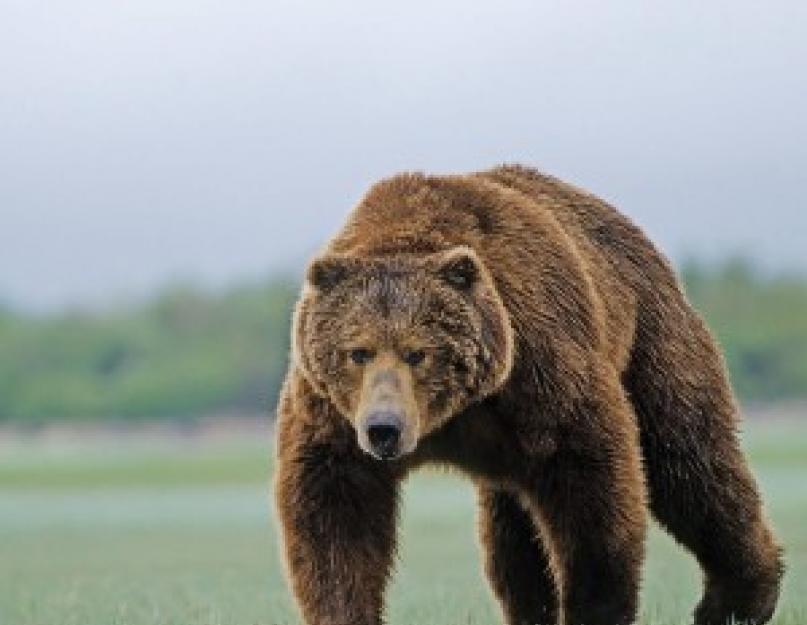 Rövid információ a kamcsatkai barnamedvéről.  Kamcsatkai medvék - Feljegyzések Kamcsatkáról
