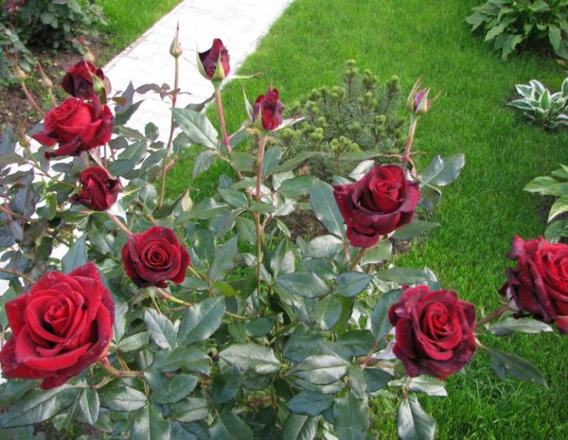 Кустарник розы гибридной посадка и уход. Роза Даллас: описание сорта, условия для выращивания. Подготовка чайно-гибридных роз к зиме