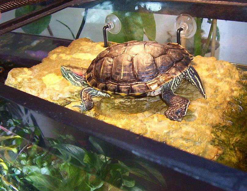 Как ухаживать за водной черепахой в домашних условиях. Освещение и обогрев. Какой выбрать грунт