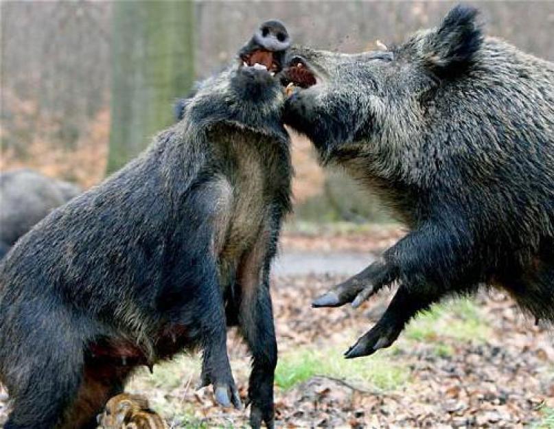 خنزير بري.  نمط حياة الخنازير البرية وموائلها.  ماذا يأكل الخنزير البري في الطبيعة يولد الخنازير