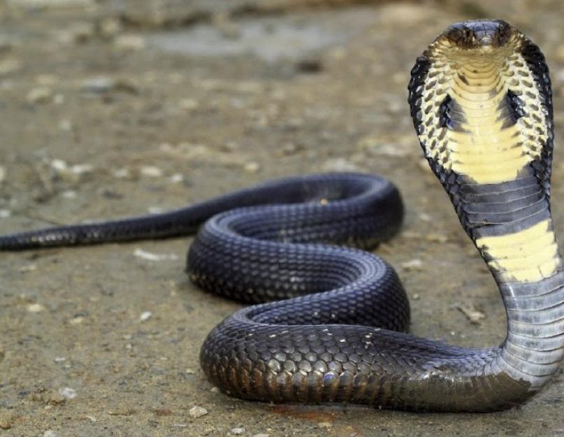 الملك كوبرا أو حمدرياد (اللات. Ophiophagus Hannah).  King cobra (13 صورة) كيف تقتل الكوبرا ضحية