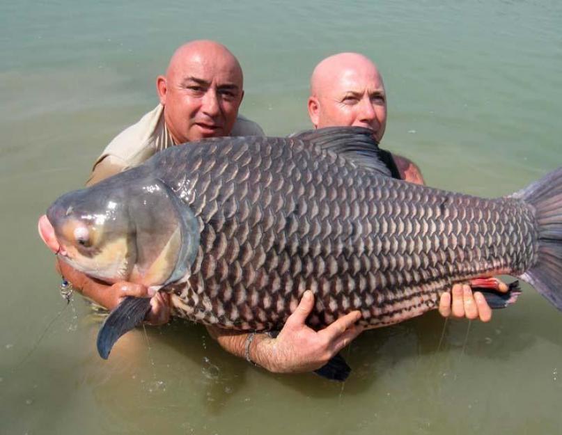 मीठे पानी की विशालकाय मछली।  दुनिया की सबसे बड़ी मछली कौन सी है: समुद्र और मीठे पानी।  हड्डियों के बिना नदी मछली