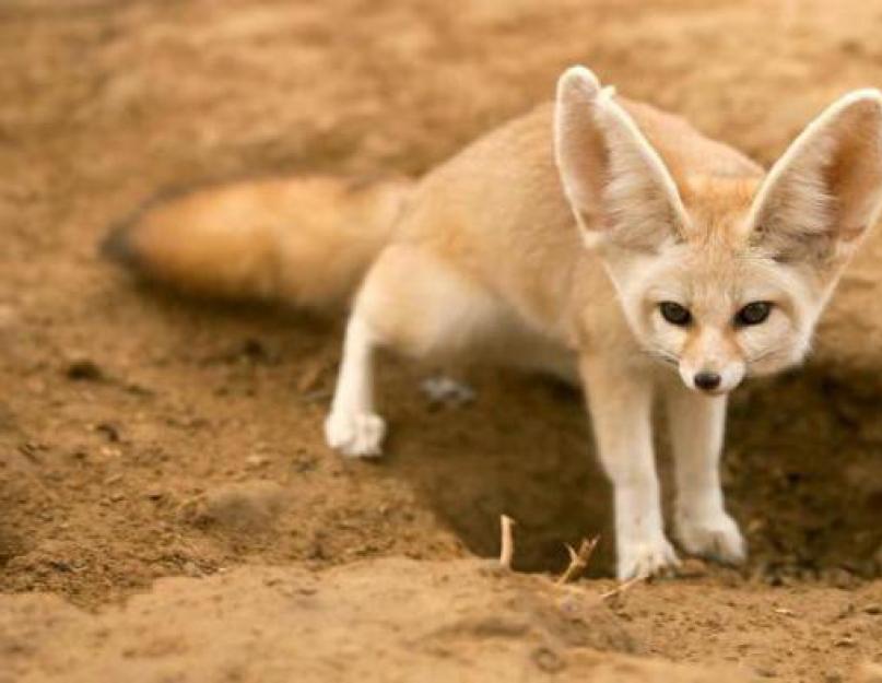 A legnagyobb fülű állat.  Sivatagi Fox Fennec.  Sivatagi róka házi kedvencként