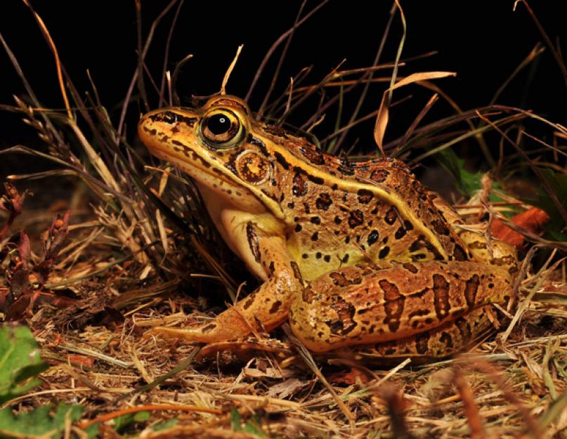 Озерная лягушка: фото, характеристика. Самые красивые лягушки и жабы в мире и их прекрасные фото Разновидность лягушек и жаб названия