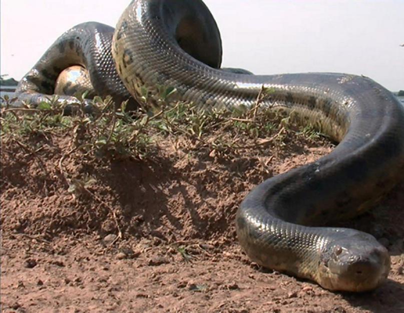 Kaip anakonda valgo žmogų.  Anakonda yra milžiniška gyvatė.  Ar gyvatė gali praryti žmogų?