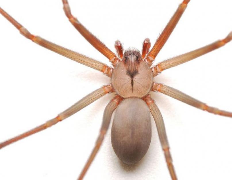 Маленький коричневый паук в доме. Коричневый паук-отшельник (лат. Loxosceles reclusa). Что делать если укусил паук
