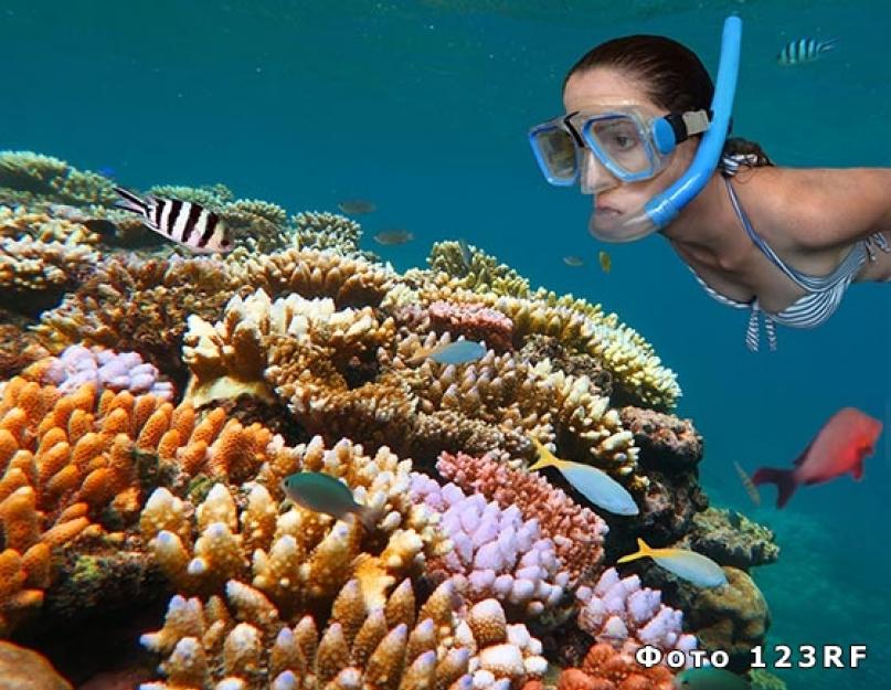 ما هي الشعاب المرجانية.  ما هي الشعاب المرجانية الكبرى في أستراليا؟  أنواع الشعاب المرجانية