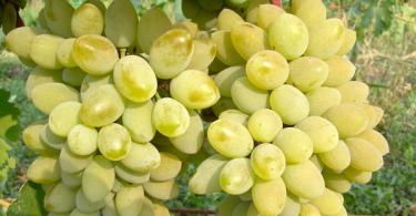 Vin fait maison à partir de raisins secs