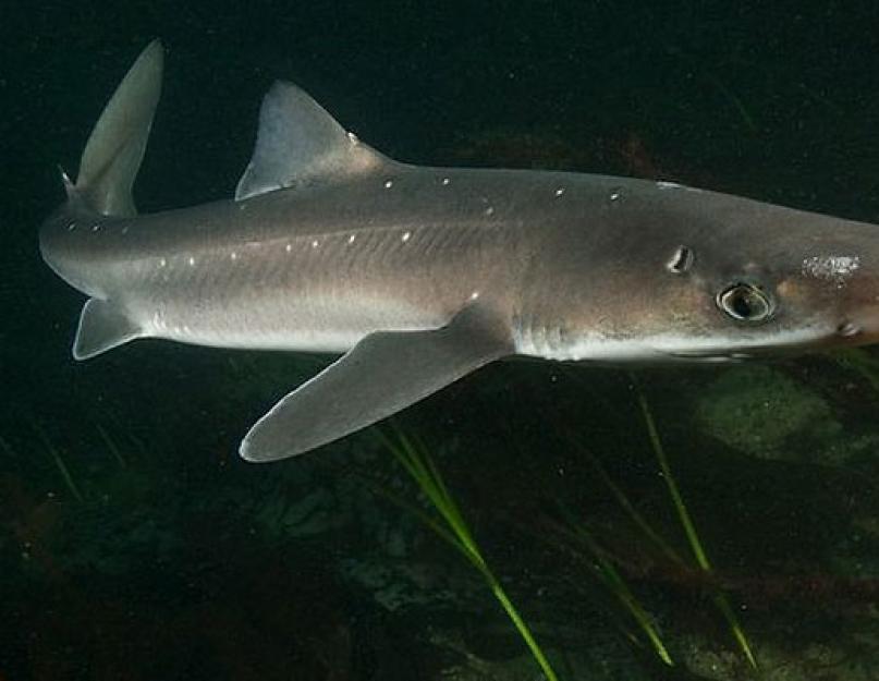 أسماك القرش الشوكية.  سمك كاتران - قرش البحر الأسود الشائك