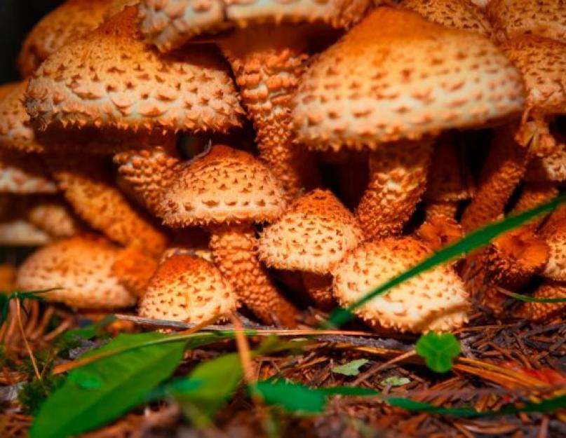 Hogyan lehet megkülönböztetni a hamis gombát a természetestől.  A hamis gombák főbb fajtáinak botanikai leírása.  Hogyan lehet megkülönböztetni a hamis gombát a valóditól a láb alapján?