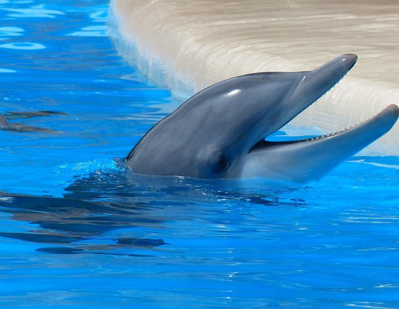 حقائق مثيرة للاهتمام حول حياة الدلافين.  لماذا الدلافين رائعة جدا؟  ظهور دولفين البحر الأسود قاروري الأنف