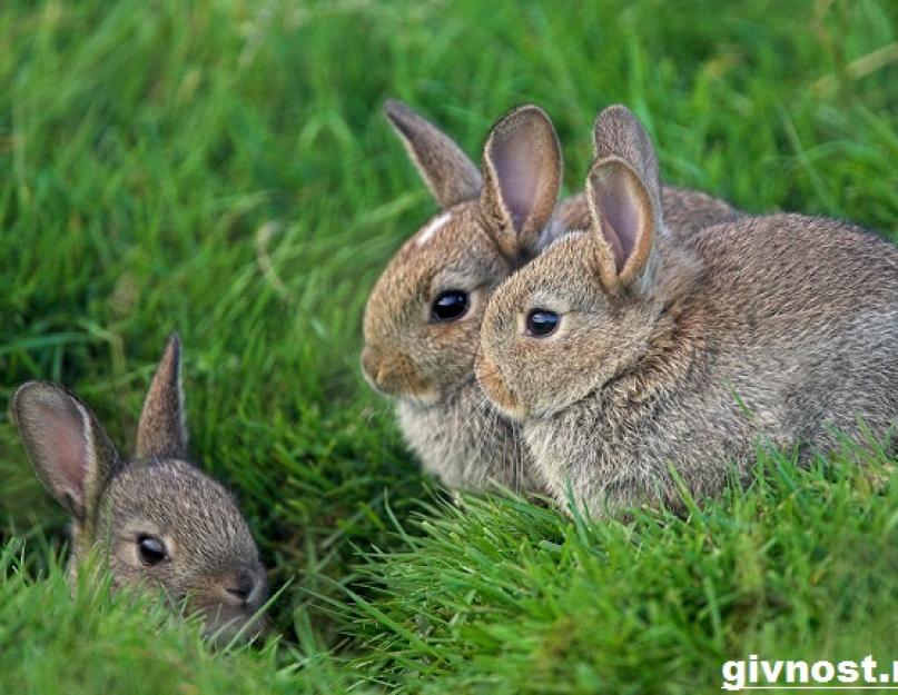 Где живет заяц в лесу зимой. Может ли заяц постоять за себя? Как выглядит заяц